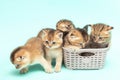 Five Cute Scottish fold kittens, one month old, color Golden chinchilla in a basket