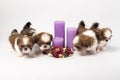 Five cute shih-tzu puppies with holliday candles