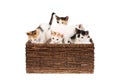 Five cute, two months old calico kittens in a wicker basket, isolated on white. Curious baby cat siblings, looking in different Royalty Free Stock Photo