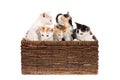 Five cute, two months old calico kittens in a wicker basket, isolated on white. Curious baby cat siblings, looking in different di