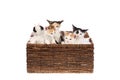 Five cute, two months old calico kittens in a wicker basket, isolated on white. Scared baby cat siblings, looking in different