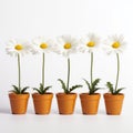 Five Daisies In Small Pots: A Playful And Charming Perspective