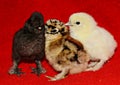 Five day old baby chicks Royalty Free Stock Photo