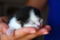 Five days old baby kitten