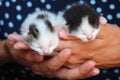 Five days old baby kittens Royalty Free Stock Photo