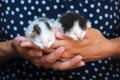 Five days old baby kittens Royalty Free Stock Photo