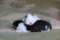 Five days old baby kittens Royalty Free Stock Photo