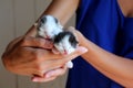 Five days old baby kittens Royalty Free Stock Photo