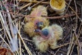 Five days old baby pigeon. Baby birds. Birds hatching.