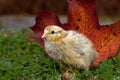 Five days old quail, Coturnix japonica.....photographed in nature