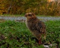 Five days old quail, Coturnix japonica.....photographed in nature