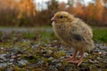 Five days old quail, Coturnix japonica.....photographed in nature