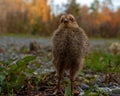 Five days old quail, Coturnix japonica.....photographed in nature