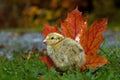 Five days old quail, Coturnix japonica. Standing next to an orange maple leaves in autumn