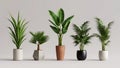 Five Different Indoor Houseplants Arranged in Various Modern Pots Royalty Free Stock Photo