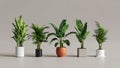 Five different tropical houseplants arranged in modern pots on light background Royalty Free Stock Photo