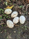 five dirty goose eggs on the ground