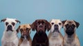 The Group of Five Dogs.AI generated Royalty Free Stock Photo