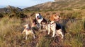 Five dogs lie in the grass in the mountains near the fortresss