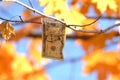 Five Dollar Bill hanging as a leaf from a tree Royalty Free Stock Photo