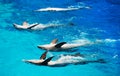 Five dolphins. Royalty Free Stock Photo