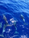 Five dolphins in deep blue water