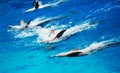 Five dolphins. Royalty Free Stock Photo