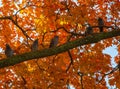 five doves on a branch against a background of autumn leaves