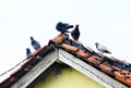 Five doves on the roof of a traditional house of Indonesian residents