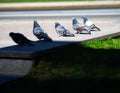 Five doves on street parapet background