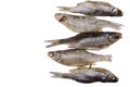 Five dried salted roach fish on a isolated white background Royalty Free Stock Photo