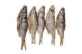 Five dried salted roach fishs on a isolated white background Royalty Free Stock Photo