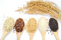 Five dry organic rice seed collection in light brown wooden spoon with dry rice ear Royalty Free Stock Photo