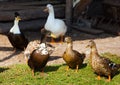 Five ducks adult male walking near the pond.