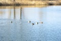 Five ducks swim in blue water on a bright sunny day. Birds swim in a spring pond Royalty Free Stock Photo