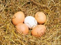 Five eggs Royalty Free Stock Photo