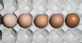 Five eggs with different shades of shell color to create the concept of racial diversity.