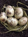 Five eggs in a nest Royalty Free Stock Photo