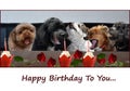 Five enthusiastically loud singing dogs congratulate on the birthday