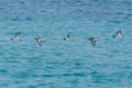 Five Eurasian oystercatchers Haematopus ostralegus or common pied oystercatcher, or palaearctic oystercatcher  in flight Royalty Free Stock Photo