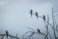 Five European bee-eaters sitting on a branch.