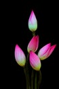 Five exotic pink lotus flower buds against dark background