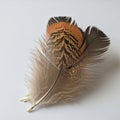 Five feathers with varied patterns and colors are spread on a white surface. The uppermost feather Royalty Free Stock Photo