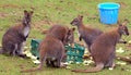 Five Female Wallabies Feeding Royalty Free Stock Photo