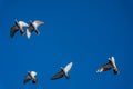 Five Feral blue pigeons flying overhead against blue sky Royalty Free Stock Photo