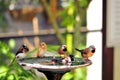 Five Finch birds in birdbath, Florida