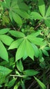 This five finger-shaped green cassava leaf is useful for the formation of body cells