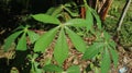 This five finger-shaped green cassava leaf is useful for the formation of body cells