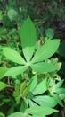 This five finger-shaped green cassava leaf is useful for the formation of body cells