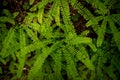 Five-fingered Ferns Cover The Forest Floor In Redwood Royalty Free Stock Photo